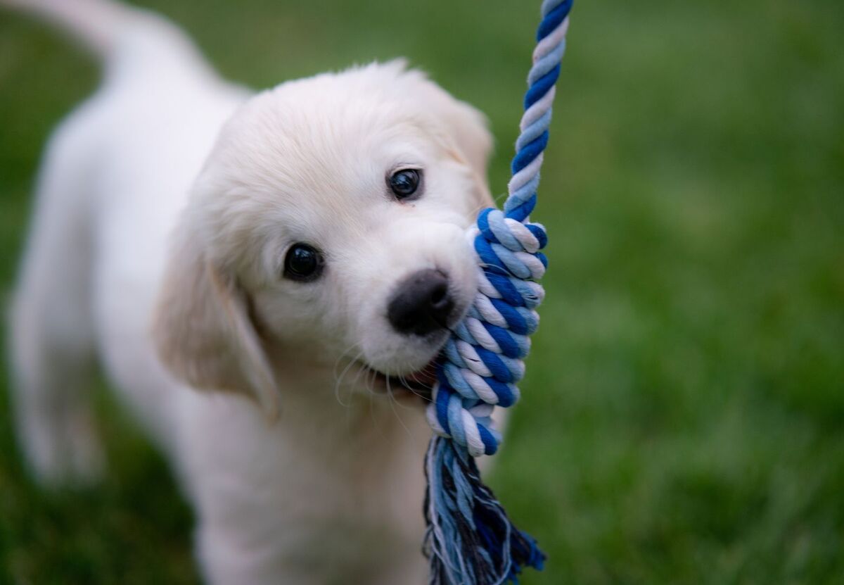 Puppy playing with rope